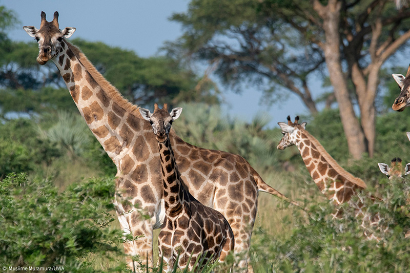 Giraffe-Nubian-Pian-Upe