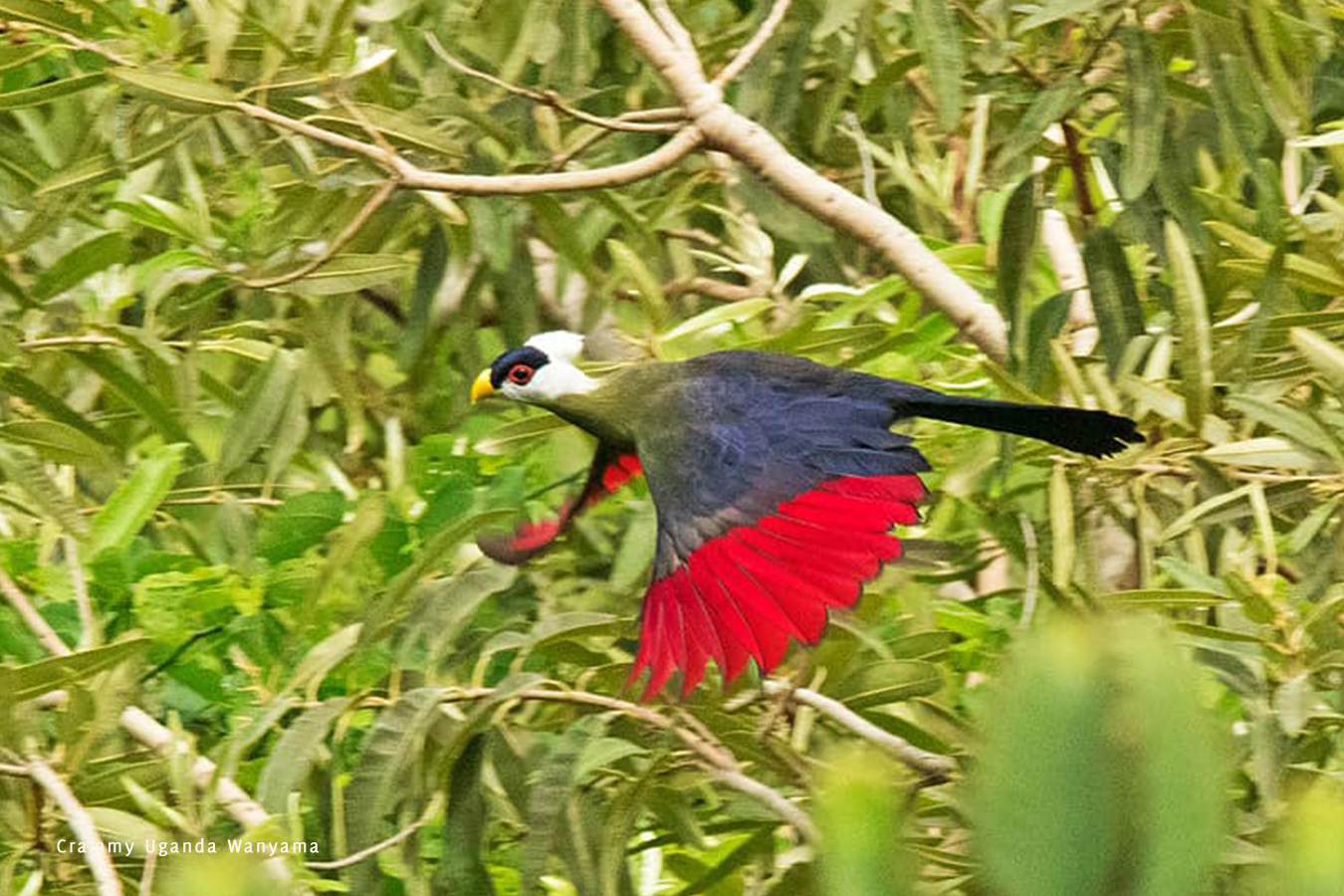 white-crested-turaco-mount-moroto-uganda-crammy-wanyama