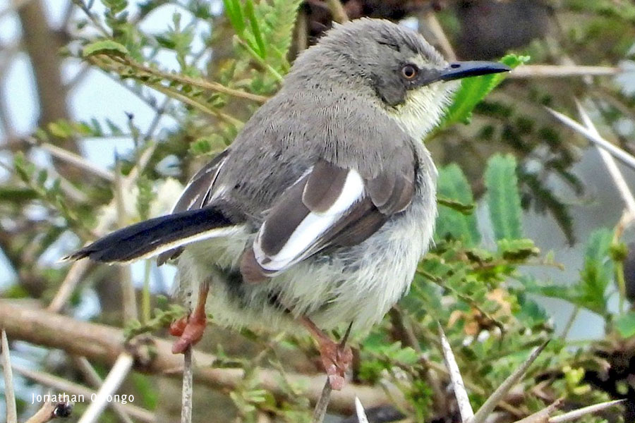 https://www.kara-tunga.com/blog/first-survey-foxs-weaver-in-pian-upe-wildlife-reserve/