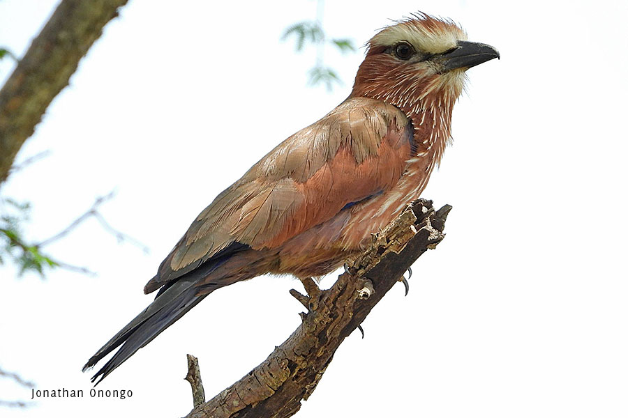 Birds-of-Karamoja-Northeastern-Uganda-Rufous-Crowned-Roller-Matheniko-Reserve