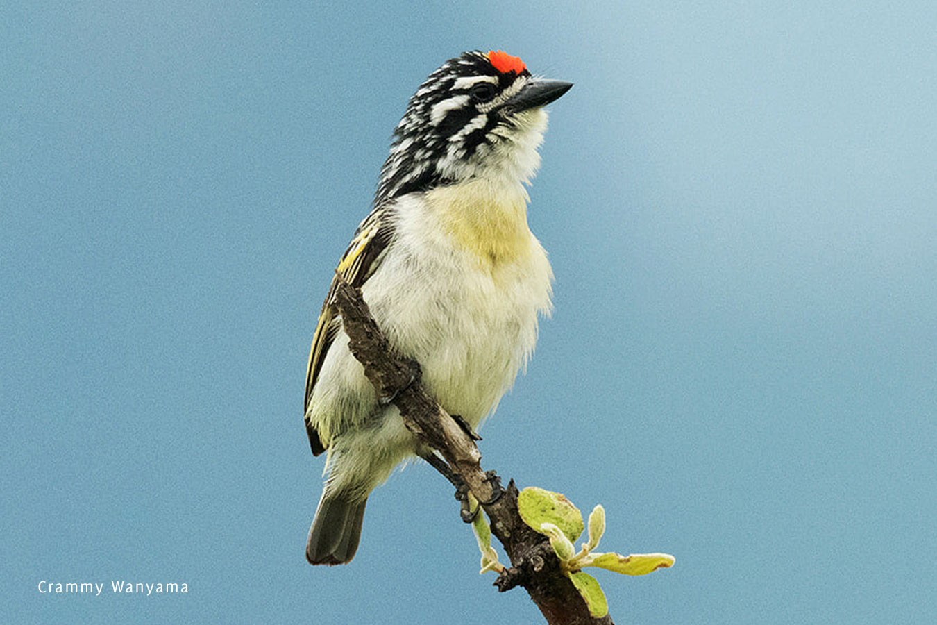 Crammy-Wanyama-Red-fronted-Tinkerbird-Birding-Karamoja-Northeastern-Uganda