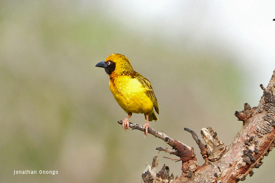 fox's-weaver-survey-pian-upe-3-2