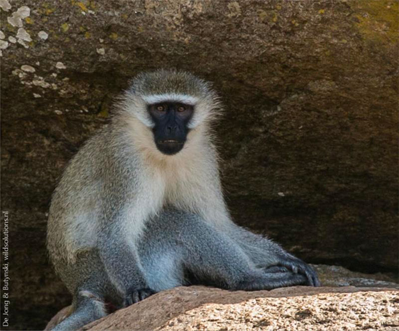 Adult-male-Hilgert’s-vervet-monkey-Chlorocebus-pygerythrus-hilgerti,-Kumi,-east-Uganda.