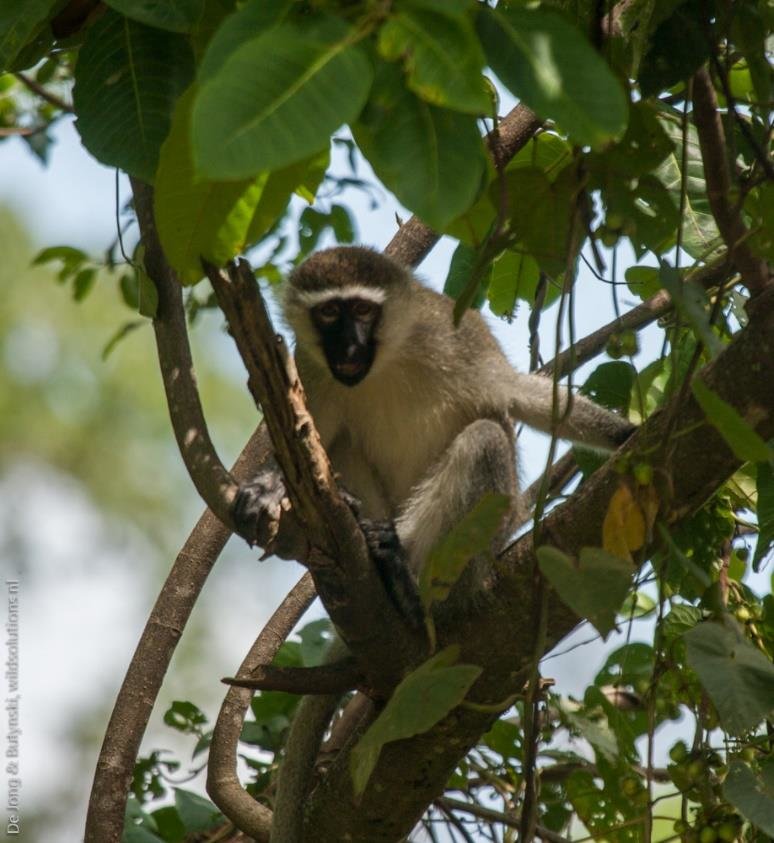 Adult male vervet monkey Chlorocebus pygerythrus east of Pian Upe Game Reserve, central east Uganda