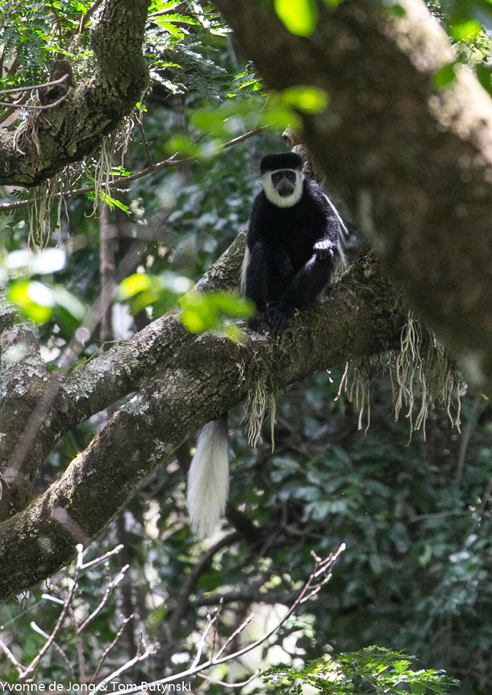 Mau Forest guereza (Colobus guereza matschiei), Mnt Kadam, Uganda
