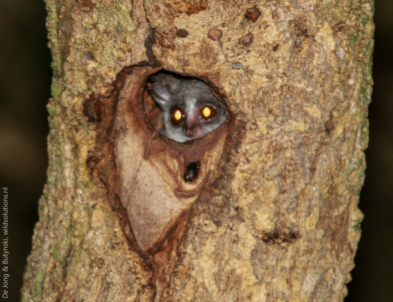 Senegal lesser galago Galago senegalensis senegalensis, Kidepo Valley NP, northeast Uganda.
