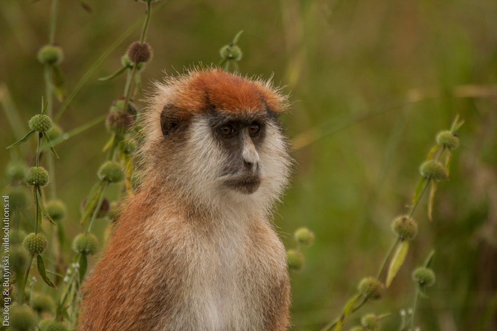 female eastern patas monkey (Erythrocebus patas pyrrhonotus) in Kidepo Valley National Park, north- eastern Uganda