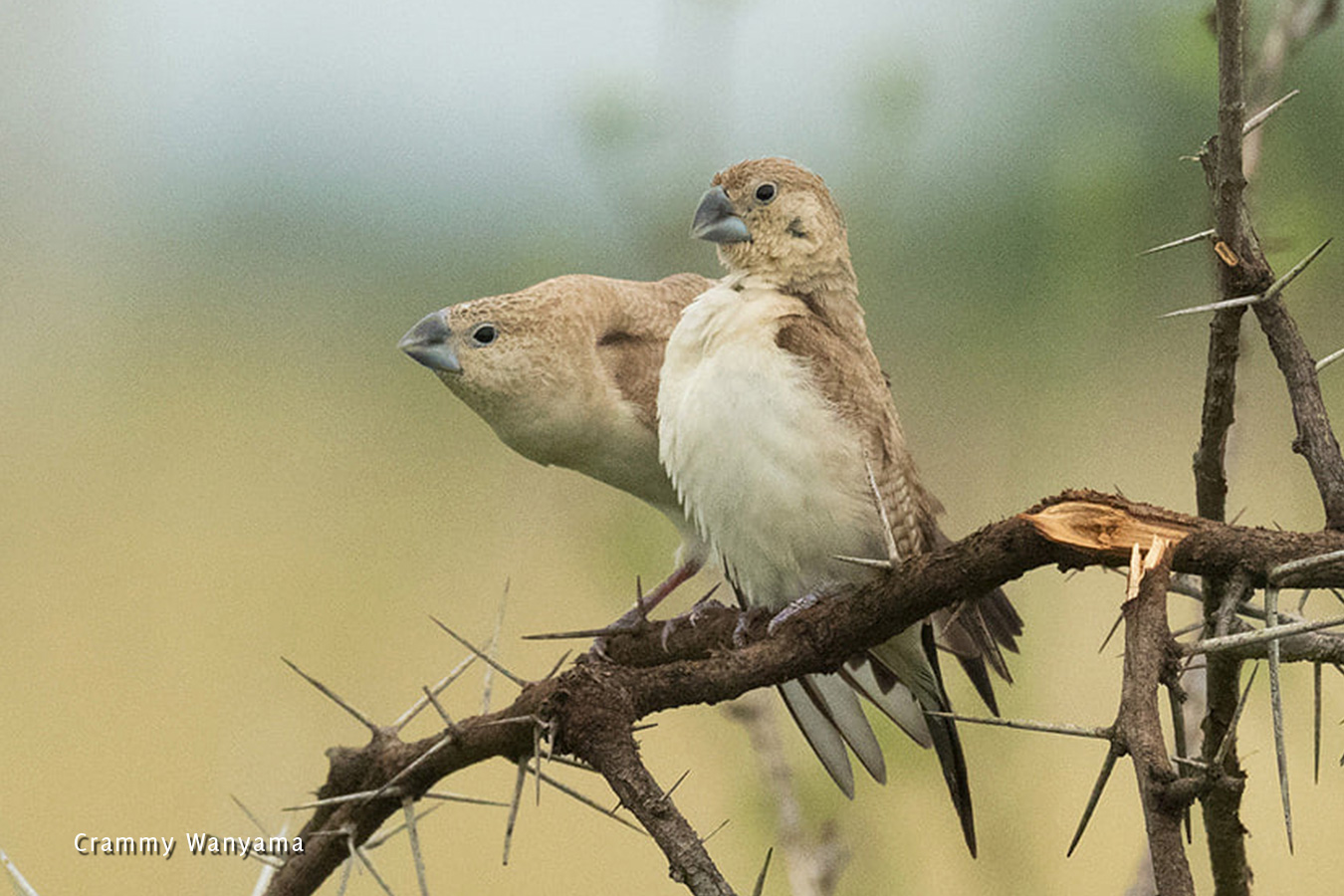 kara-tunga-karamoja-northeastern-uganda-bird-watching-African-Silverbill-Bokora-Matheniko