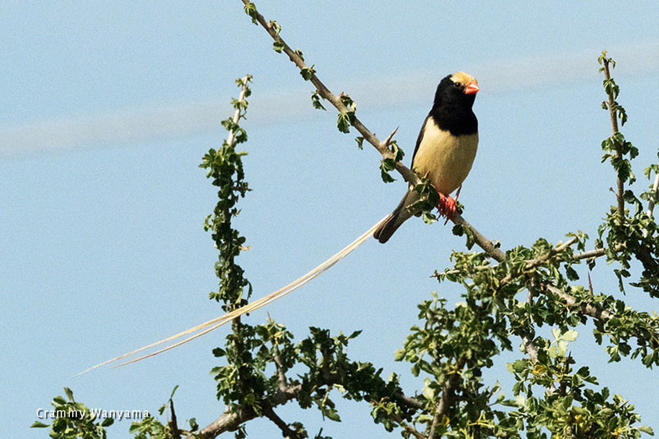 kara-tunga-karamoja-northeastern-uganda-bird-watching-Pygmy-Falcon-Bokora-Matheniko