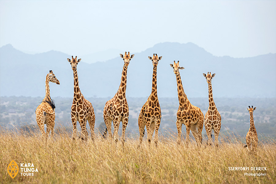 kara-tunga-karamoja-uganda-culture-tourism-7