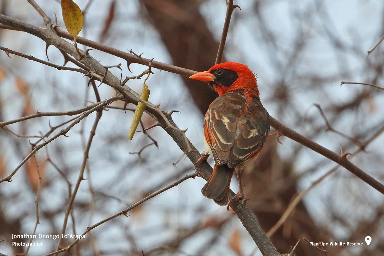 _Onongo-Lo-Arapai-Red-headed-Weaver-Pian-Upe