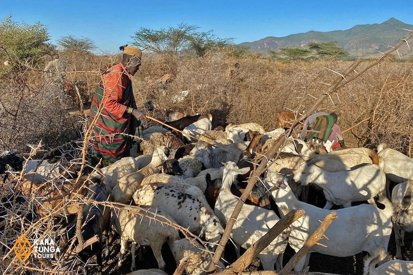 kara tunga karamoja kraal cattle tour 2