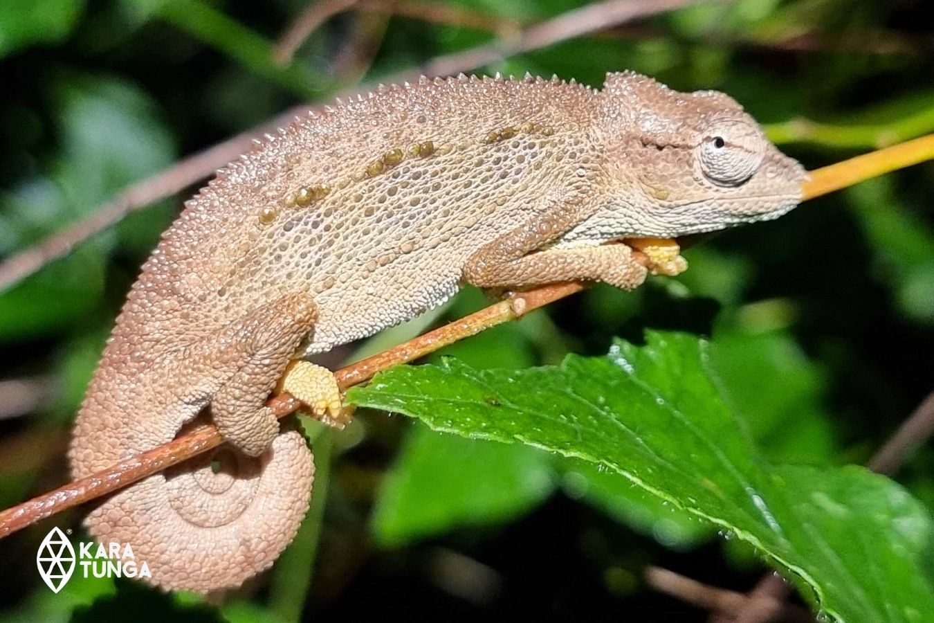 kara-tunga-foundation-biodiversity-research-mount-kadam-pian-upe-Sudanese-Cone-horned-Chameleon