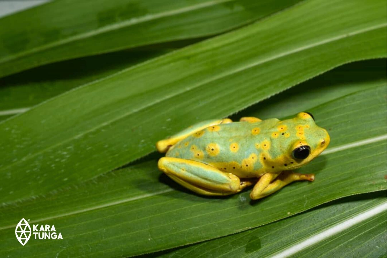 kara-tunga-foundation-biodiversity-research-mount-kadam-pian-upe-frog